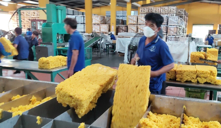 Ngành cao su chủ động thích ứng với quy định chống phá rừng của EU1